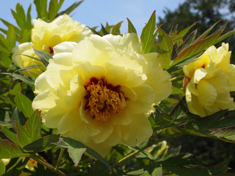 弘前城植物園花20120601_b0147224_2058430.jpg