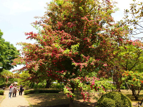 弘前城植物園花20120601_b0147224_2059141.jpg