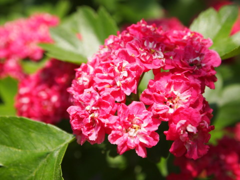 弘前城植物園花20120601_b0147224_20591970.jpg