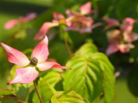弘前城植物園花20120601_b0147224_21232041.jpg