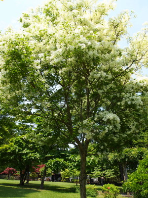 弘前城植物園花20120601_b0147224_21253029.jpg