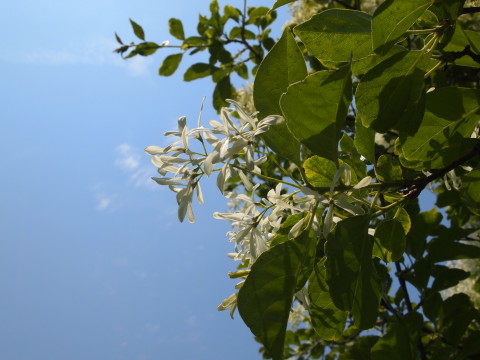 弘前城植物園花20120601_b0147224_21282521.jpg