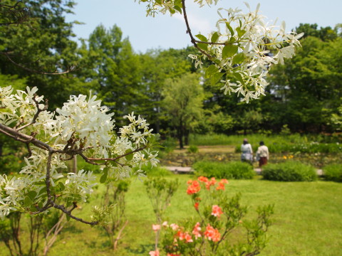 弘前城植物園花20120601_b0147224_21294160.jpg