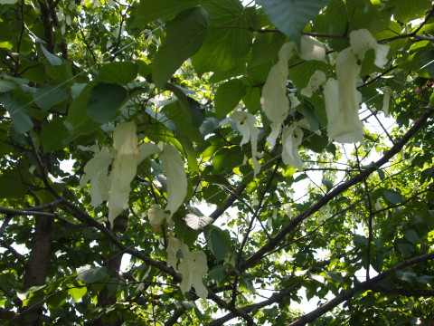 弘前城植物園花20120601_b0147224_2195446.jpg
