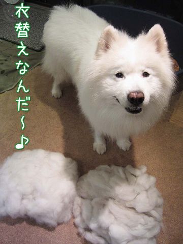 抜け抜けクイズ♪ （訂正あり）_c0062832_611133.jpg