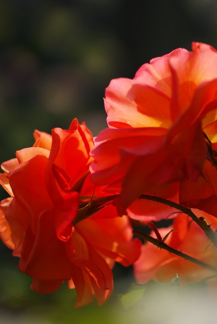 満開に咲く世界一の薔薇園　　花フェスタ_e0171336_10151934.jpg