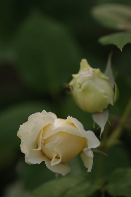 満開に咲く世界一の薔薇園　　花フェスタ_e0171336_103946.jpg