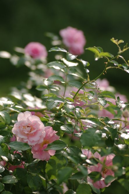 満開に咲く世界一の薔薇園　　花フェスタ_e0171336_9592565.jpg
