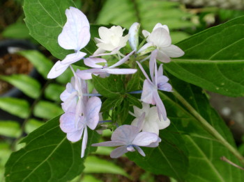 c0097838_2338195.jpg