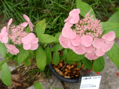 c0097838_23523749.jpg