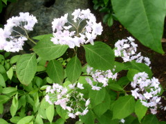 c0097838_2353299.jpg