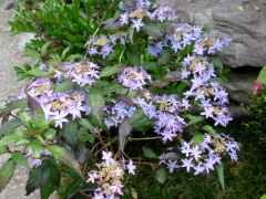 c0097838_23534746.jpg