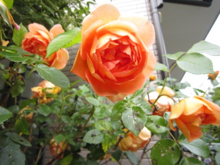 c0025140_17235474.jpg