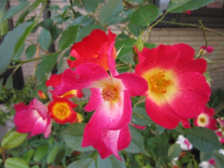 c0025140_17242465.jpg