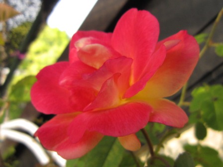 c0025140_17245494.jpg