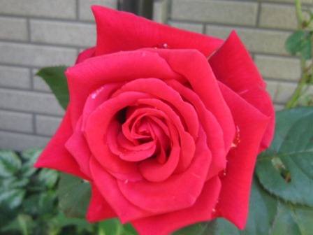 c0025140_1724681.jpg