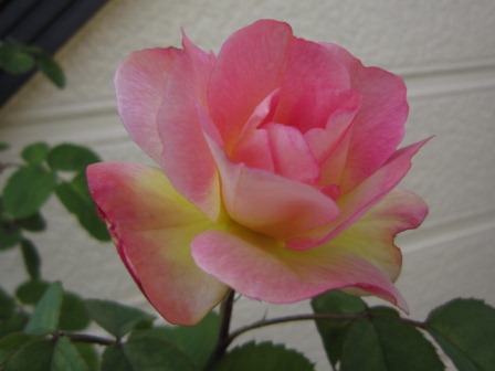 c0025140_17251861.jpg