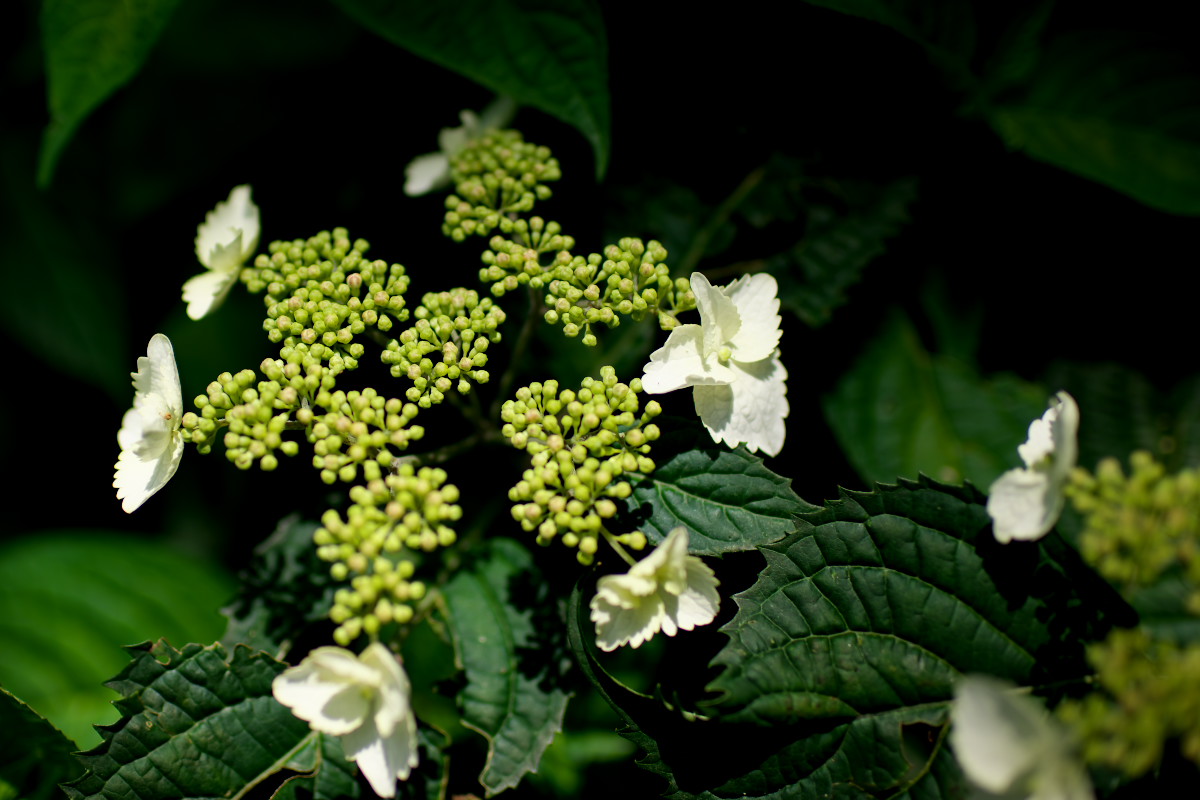 d0001745_12532926.jpg