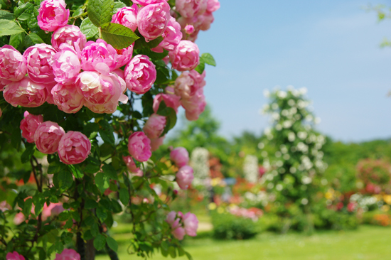 めくるめく薔薇の庭園へ_e0144545_7573445.jpg