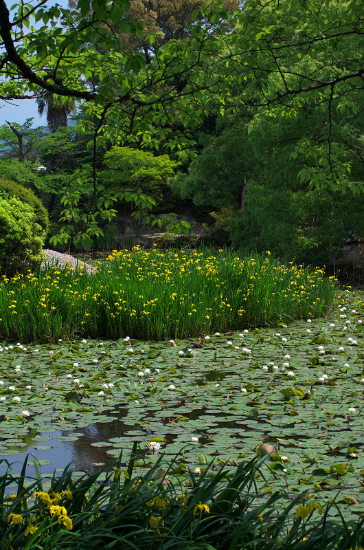 キショウブ咲く池（勧修寺・前編）_f0155048_94968.jpg