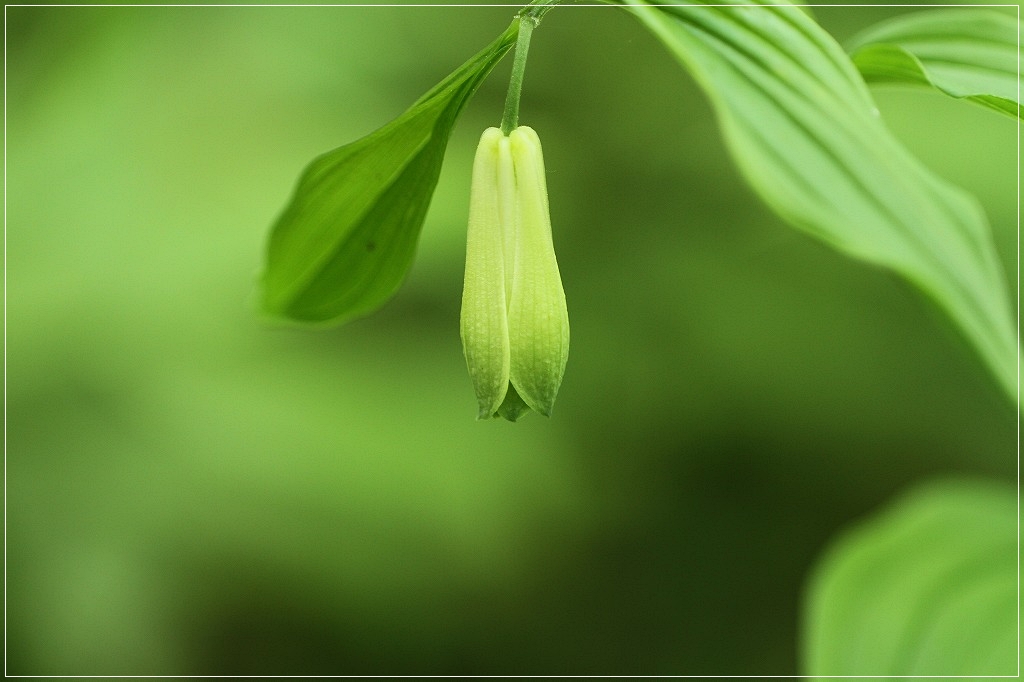 最近見かけた野草達_c0188951_915561.jpg