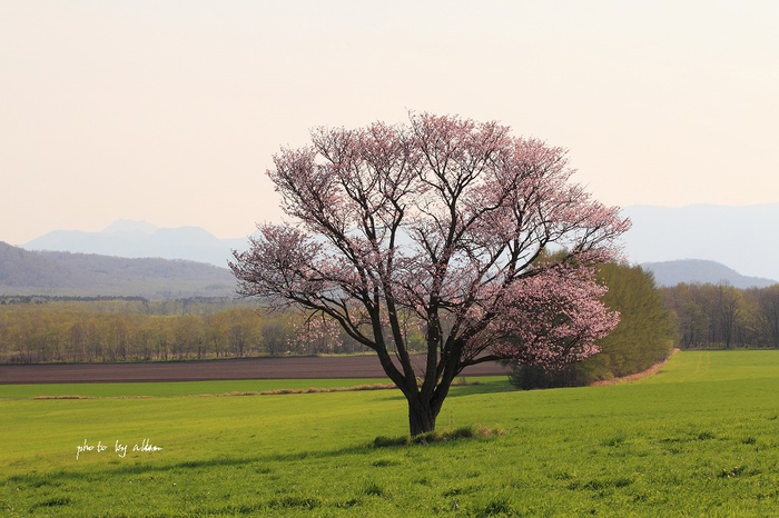 芝桜あんど菜の花より～_a0039860_15552337.jpg