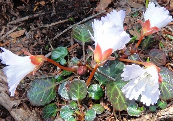 ＜2012年５月19～20日＞新緑の奥秩父「雲取山～飛龍山」縦走_c0119160_1940324.jpg