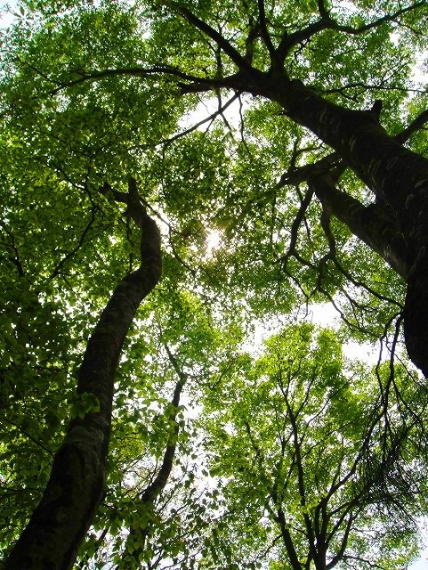 ＜2012年５月19～20日＞新緑の奥秩父「雲取山～飛龍山」縦走_c0119160_20373496.jpg