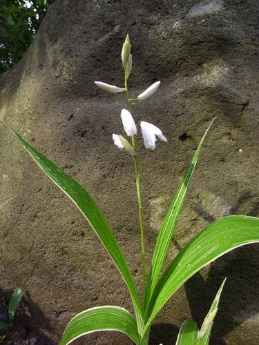 白い花・穂高柏原の家（安曇野市）_c0166668_211478.jpg