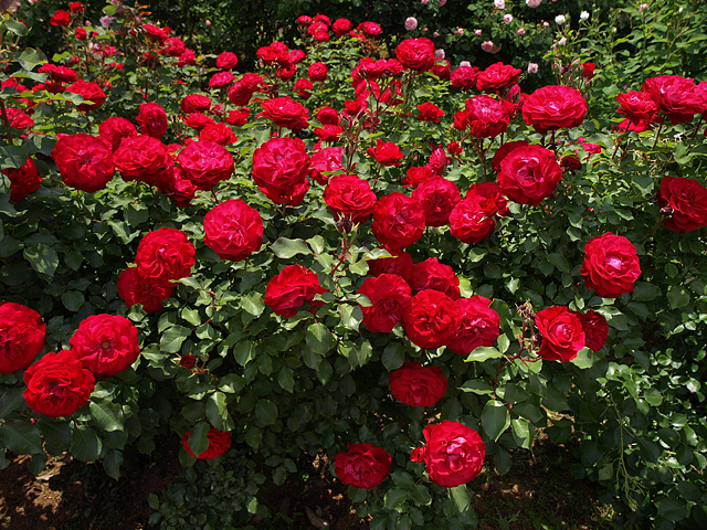 b0006870_19235329.jpg
