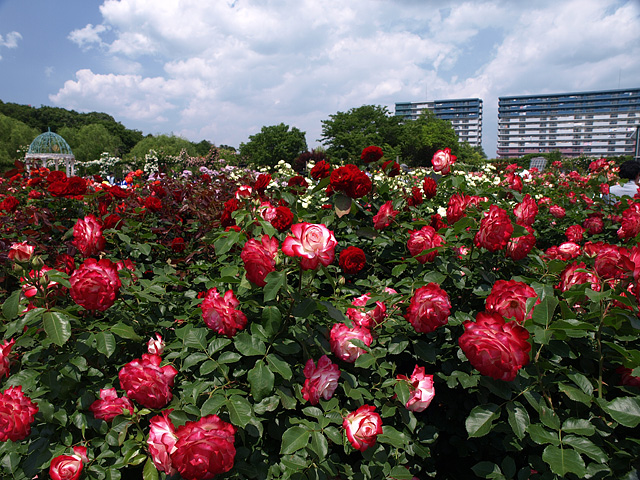 b0006870_19241915.jpg