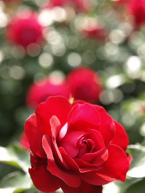 b0006870_1926555.jpg
