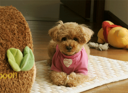 c0196673_13465246.gif