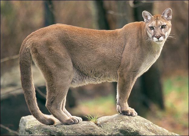 野生動物に怯える日々_c0080075_4455545.jpg