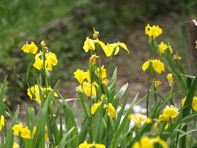 『黄菖蒲（キショウブ）の花と･････♪＾＾』_d0054276_19405789.jpg