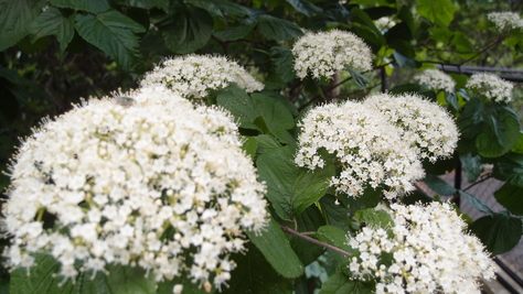 e0024081_17504092.jpg