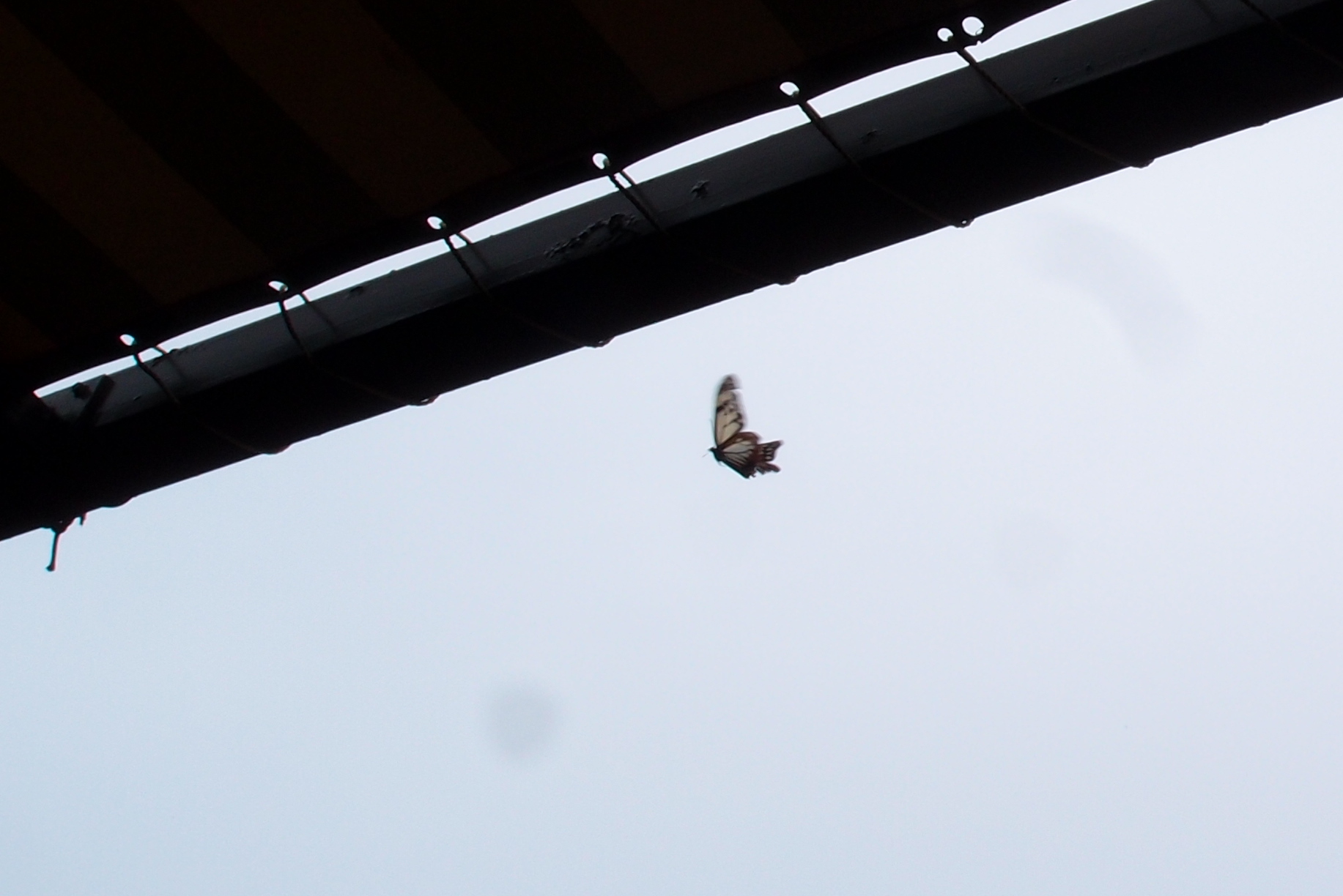 e0024081_18193.jpg