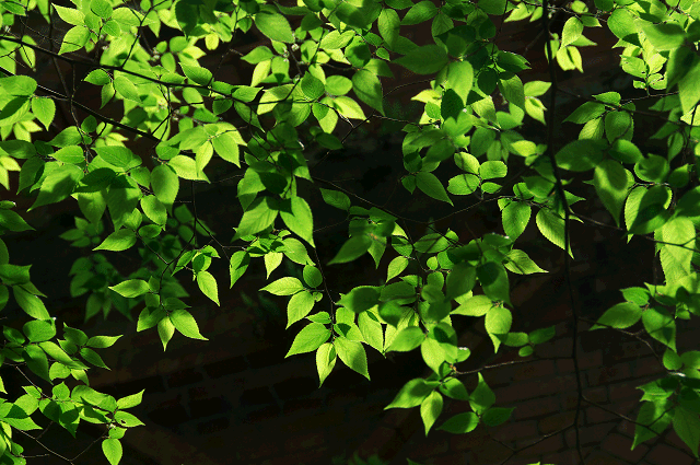 a0275782_8362170.gif