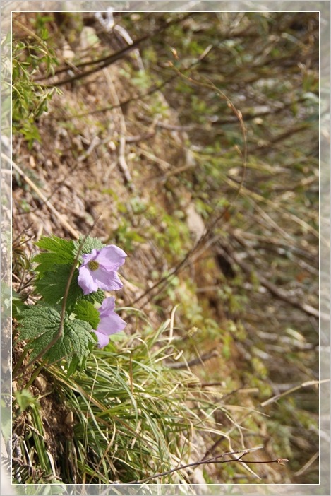 e0027083_8534570.jpg