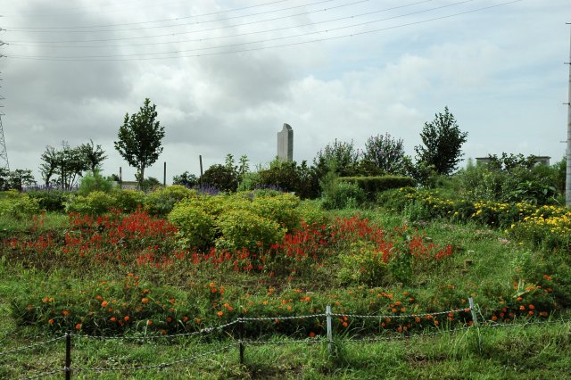 9月第一土曜定例会　花畑「花と風の丘」_d0257693_2203750.jpg