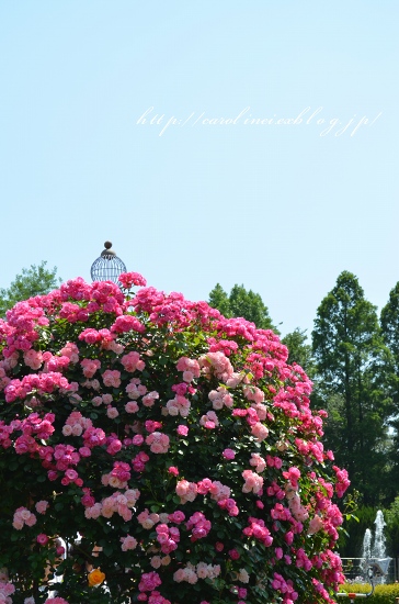 神代植物公園の薔薇_d0025294_18485156.jpg