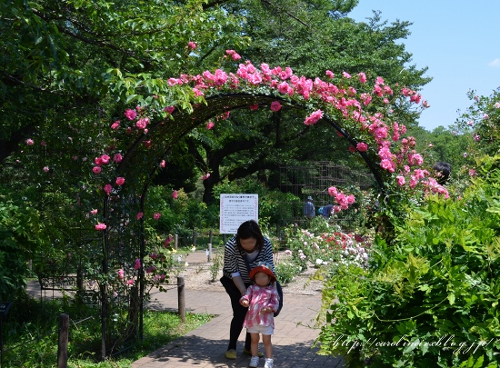 神代植物公園の薔薇_d0025294_18514282.jpg