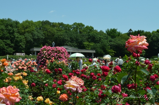 神代植物公園の薔薇_d0025294_18523375.jpg