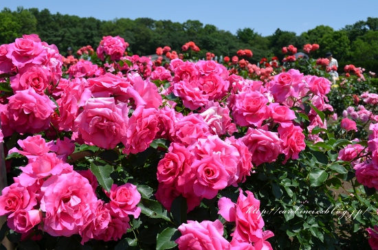 神代植物公園の薔薇_d0025294_1853353.jpg