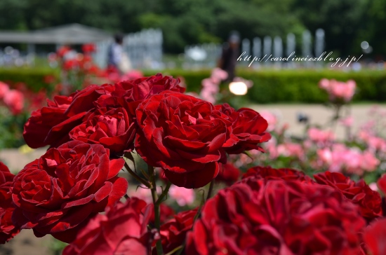 神代植物公園の薔薇_d0025294_18535439.jpg