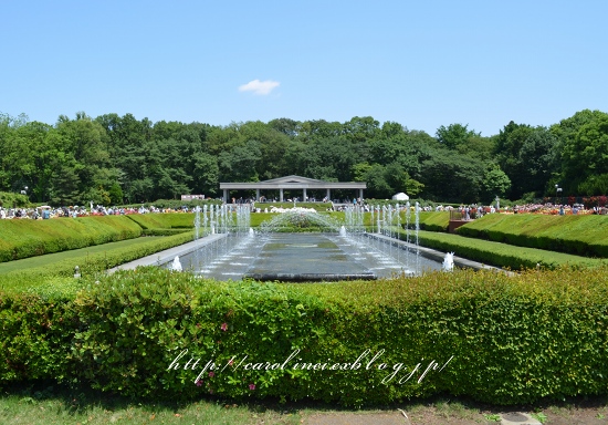 神代植物公園の薔薇_d0025294_18554595.jpg