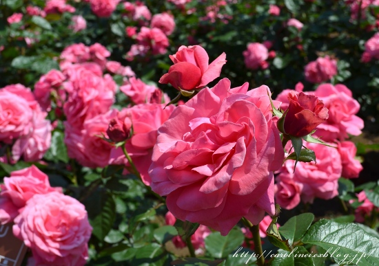 神代植物公園の薔薇_d0025294_1856373.jpg