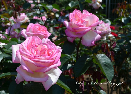 神代植物公園の薔薇_d0025294_18563856.jpg