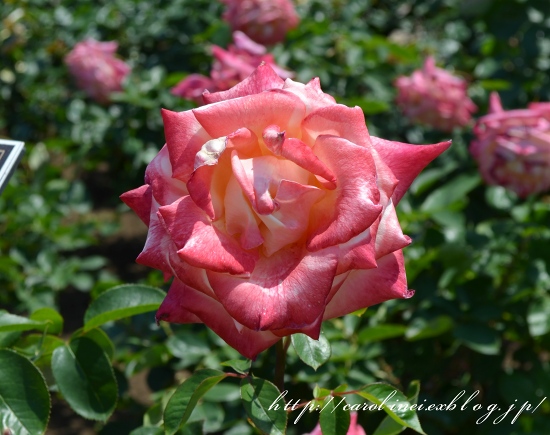 神代植物公園の薔薇_d0025294_18565539.jpg