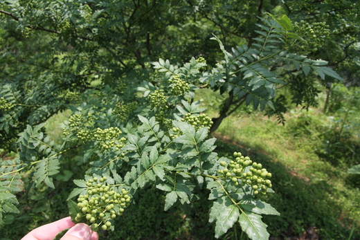 e0188897_20331276.jpg